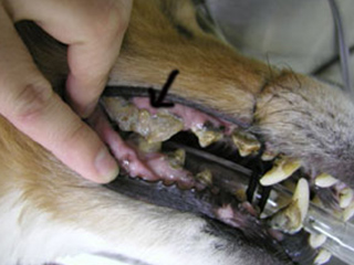 歯科・口腔内の病気