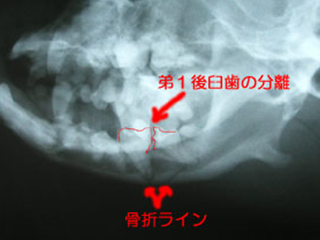 骨・関節の病気