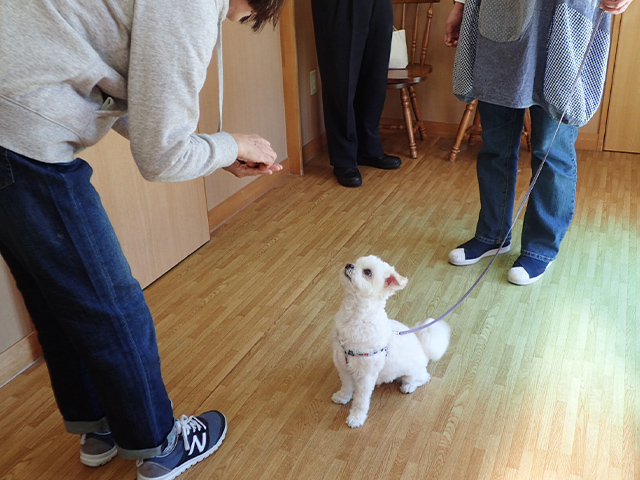 犬をしつけている様子